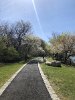 Spy Pond Park’s trees began to bloom in April.