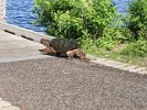 Kristina Conroy watched this snapper saunter along the park path, onto the dock, and dive back into Spy Pond.